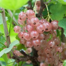 Ribes rubrum Pink Champagne, Rosa Vinbär, busk C3,5