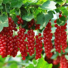Ribes rubrum Röda Holländska (Holländische Rote)