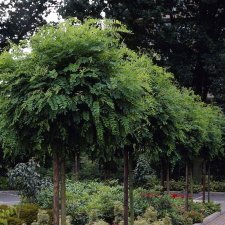 Robinia pseudoacacia, Robinia, utr 150-200 co