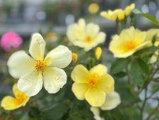 Rosa austin Tottering-By-Gently ™, Engelsk Buskros