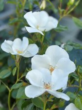 floribunda Escimo ®, Marktäckarros