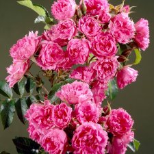 Pink Grootendorst (F. J. Grootendorst Pink), Nejlikros, C4