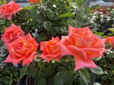 Rosa tehybrid Victor Borge ™