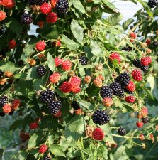 Rubus fruticosus Navaho ® Summerlong ®, Björnbär, C5