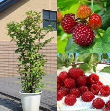 Rubus Rasperry Tower, Hallonträd