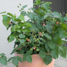 Rubus fruticosus Lowberry ® Little Black Prince, Björnbär, C5