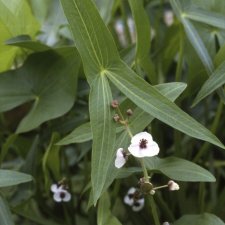 Sagittaria sagittifolia, Pilblad, P9cm