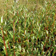 Salix x fragilis f. vitellina Vinterglöd E (Salix alba var. chermesina), Korallpil, utr 150-200 co