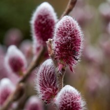 Salix chaenomeloides Mt. Aso, Kvittenvide