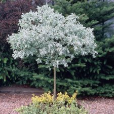 Salix helvetica, Alpvide