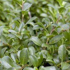 Salix x simulatrix, Dvärgrisvide, 80 stam C5