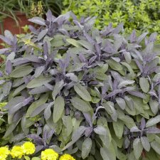 Salvia officinalis Purpurascens, Kryddsalvia