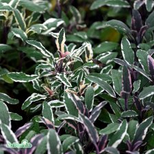 Salvia officinalis Tricolor, Kryddsalvia, C13cm