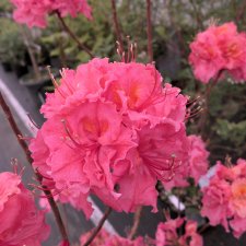 Rhododendron Knap Hill Sarina