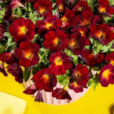 Petunia, Stickling, Fun House™ Ruby Glow 3-pack