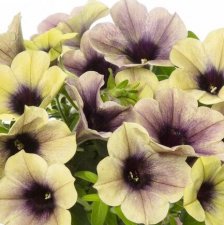 Petunia, Stickling, Fun House™ Total Eclipse 3-pack