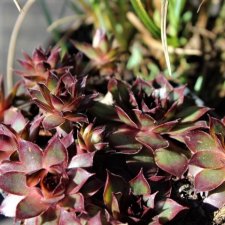 Sempervivum hybr. Dark Beauty, Taklök, P9cm