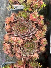 Sempervivum tectorum Triste, Taklök