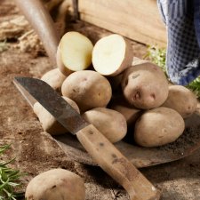 Sättpotatis King Edward 1kg