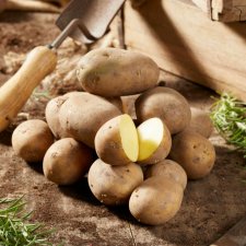 Sättpotatis Octa 1kg - Årets Potatis 2022