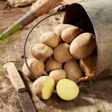 Sättpotatis Princess 1kg