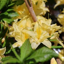 Rhododendron mixtum Sonnenköpfchen, Azalea, 40 C5