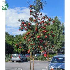 Sorbus aucuparia Fk Västeråker E, Rönn