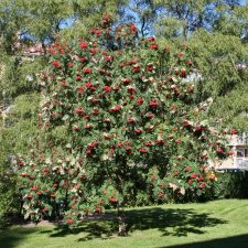 Sorbus decora, Praktrönn