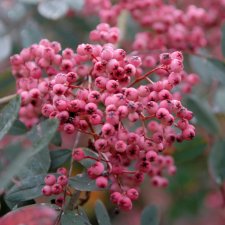 Sorbus Pink Veil, Prydnadsrönn, 80 stam C4