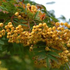 Sorbus Sunshine, Prydnadsrönn, 80 stam C7,5