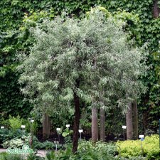 Pyrus salicifolia Pendula, Silverrpäron