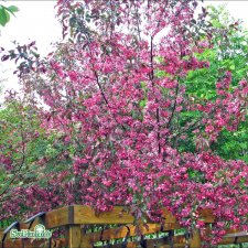 Malus Rubin, Purpurapel