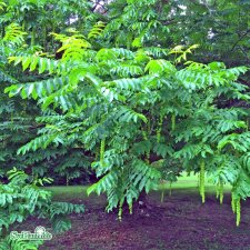 Pterocarya rhoifolia Fk Mejlan, Japansk Vingnöt