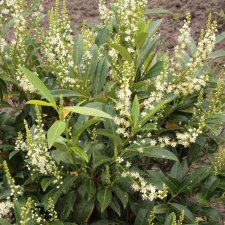 Prunus laurocerasus Herbergii