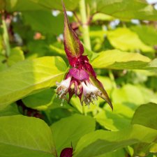 Leycesteria formosa Golden Lanterns ®