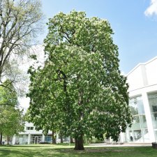 Aesculus hippocastanum, Hästkastanj
