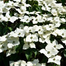 Cornus kousa Wieting´s Select