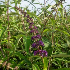 Buddleja davidii Ile de France, Syrenbuddleja, Fjärilsbuske, busk C3,5