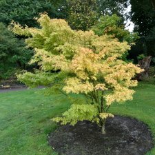 Acer palmatum Sangokaku, Japansk Lönn