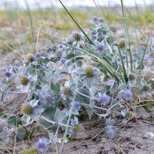 Eryngium maritimum, Martorn, P9cm