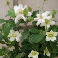 diversifolia White Arabella ® Zo14089, Parmaklematis, C2
