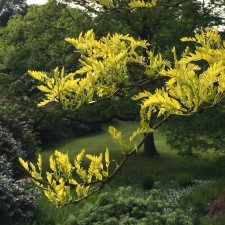 Gleditsia triacanthos Sunburst