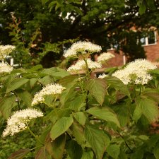Cornus alternifolia, Kranskornell, 60-80 C