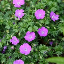 Geranium sanguineum