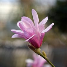 Magnolia x loebneri Leonard Messel, Hybridmagnolia