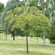 Prunus (Sato-zakura-Gruppen) Pink Perfection