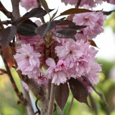 Prunus (Sato-zakura-Gruppen) Royal Burgundy