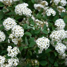 Spiraea x vanhouttei, Bukettspirea