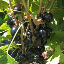 Ribes nigrum Petter ® E, Svarta Vinbär