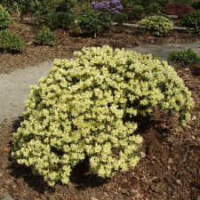 Rhododendron keiskei Princess Anne, Dvärgrododendron